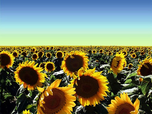 blue sky2_large.jpg